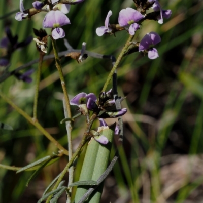 Glycine clandestina (Twining Glycine) at Mount Painter - 2 Oct 2015 by KenT