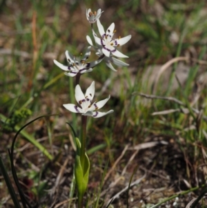 Wurmbea dioica subsp. dioica at Belconnen, ACT - 2 Oct 2015