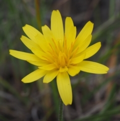 Microseris walteri (Yam Daisy, Murnong) at Cook, ACT - 1 Oct 2015 by KenT