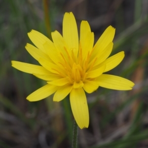 Microseris walteri at Cook, ACT - 2 Oct 2015