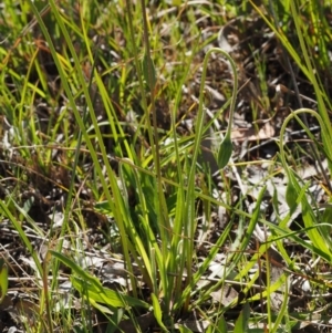 Microseris walteri at Cook, ACT - 2 Oct 2015