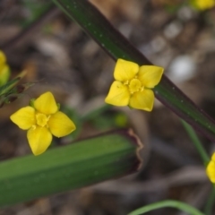 Cicendia quadrangularis (Oregon Timwort) at Belconnen, ACT - 2 Oct 2015 by KenT