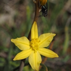 Bulbine bulbosa (Golden Lily) at Belconnen, ACT - 2 Oct 2015 by KenT