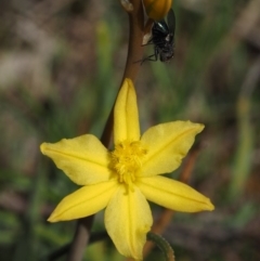 Bulbine bulbosa (Golden Lily) at Mount Painter - 2 Oct 2015 by KenT
