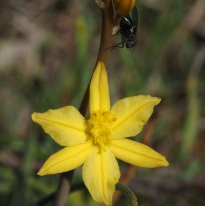 Bulbine bulbosa (Golden Lily) at Belconnen, ACT - 2 Oct 2015 by KenT