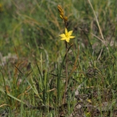 Bulbine bulbosa at Belconnen, ACT - 2 Oct 2015