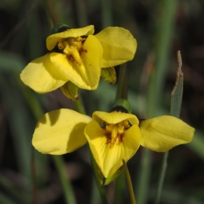 Diuris chryseopsis (Golden Moth) at Cook, ACT - 1 Oct 2015 by KenT