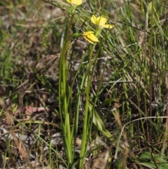 Diuris chryseopsis at Cook, ACT - 2 Oct 2015