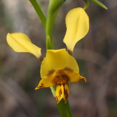 Diuris nigromontana (Black Mountain Leopard Orchid) at Cook, ACT - 2 Oct 2015 by KenT