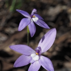 Glossodia major (Wax Lip Orchid) at Cook, ACT - 1 Oct 2015 by KenT