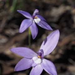 Glossodia major (Wax Lip Orchid) at Cook, ACT - 2 Oct 2015 by KenT