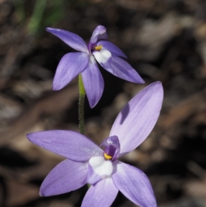 Glossodia major at Cook, ACT - 2 Oct 2015