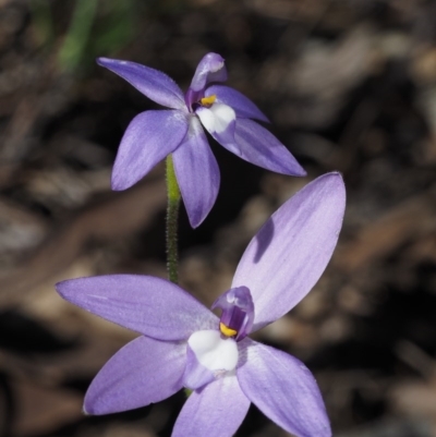 Glossodia major (Wax Lip Orchid) at Cook, ACT - 2 Oct 2015 by KenT