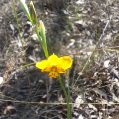 Diuris nigromontana (Black Mountain Leopard Orchid) at Canberra Central, ACT - 4 Oct 2015 by MattM