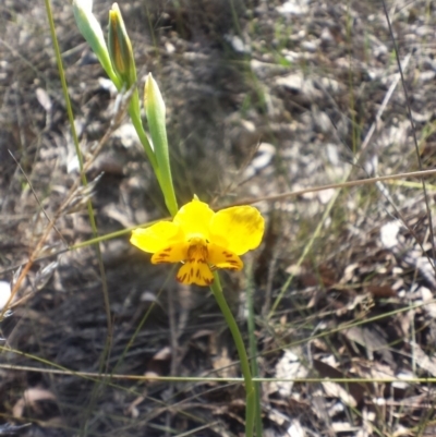 Diuris nigromontana (Black Mountain Leopard Orchid) at Canberra Central, ACT - 3 Oct 2015 by MattM