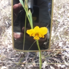 Diuris nigromontana at Canberra Central, ACT - 4 Oct 2015