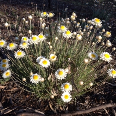 Leucochrysum albicans subsp. tricolor (Hoary Sunray) at Mount Majura - 4 Oct 2015 by Louisab