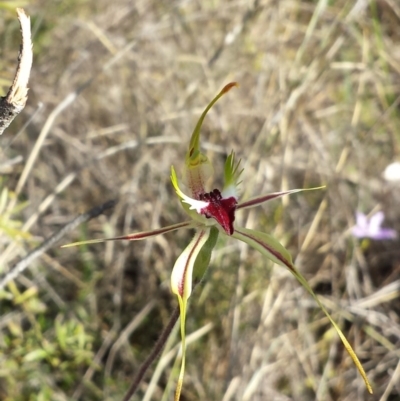 Caladenia atrovespa (Green-comb Spider Orchid) at Black Mountain - 4 Oct 2015 by MattM