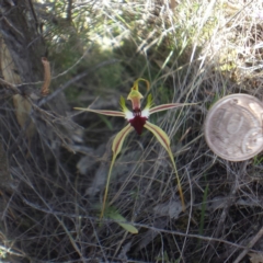 Caladenia atrovespa at Canberra Central, ACT - 4 Oct 2015