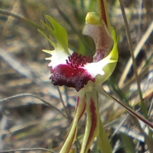 Caladenia atrovespa at Canberra Central, ACT - suppressed