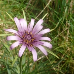 Tragopogon porrifolius subsp. porrifolius (Salsify, Oyster Plant) at Hall, ACT - 4 Oct 2015 by JanetRussell