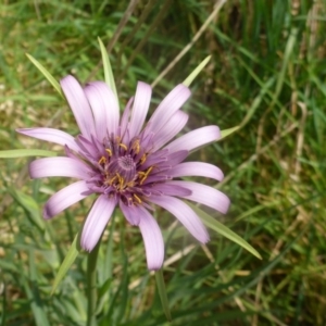 Tragopogon porrifolius subsp. porrifolius at Hall, ACT - 4 Oct 2015