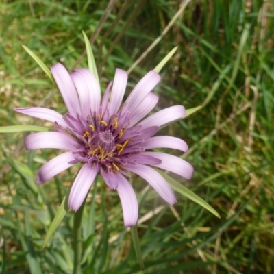 Tragopogon porrifolius subsp. porrifolius (Salsify, Oyster Plant) at Hall Cemetery - 4 Oct 2015 by JanetRussell
