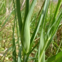 Tragopogon porrifolius subsp. porrifolius at Hall, ACT - 4 Oct 2015 12:31 PM