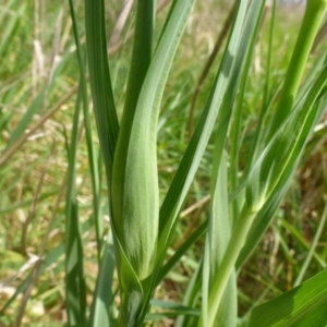 Tragopogon porrifolius subsp. porrifolius at Hall, ACT - 4 Oct 2015