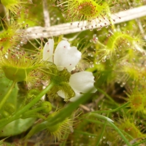 Drosera gunniana at Hall, ACT - 4 Oct 2015