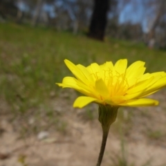 Microseris walteri (Yam Daisy, Murnong) at Hall Cemetery - 4 Oct 2015 by JanetRussell