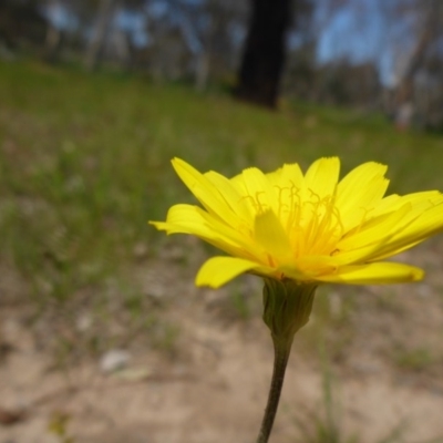 Microseris walteri (Yam Daisy, Murnong) at Hall Cemetery - 4 Oct 2015 by JanetRussell