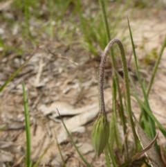 Microseris walteri at Hall, ACT - 4 Oct 2015 12:19 PM