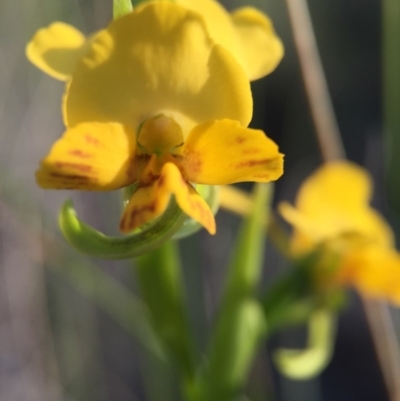 Diuris nigromontana (Black Mountain Leopard Orchid) at Belconnen, ACT - 4 Oct 2015 by JasonC