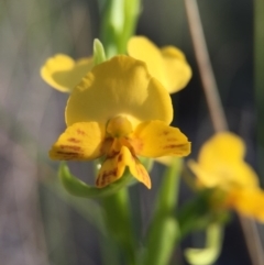 Diuris nigromontana at Belconnen, ACT - suppressed