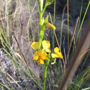 Diuris nigromontana at Belconnen, ACT - suppressed