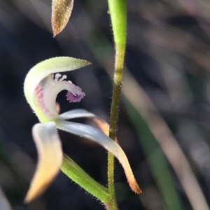 Caladenia ustulata at Belconnen, ACT - suppressed