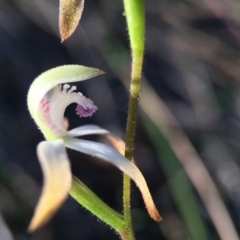 Caladenia ustulata (Brown Caps) at Belconnen, ACT - 4 Oct 2015 by JasonC