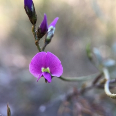 Glycine clandestina (Twining Glycine) at Aranda Bushland - 4 Oct 2015 by JasonC