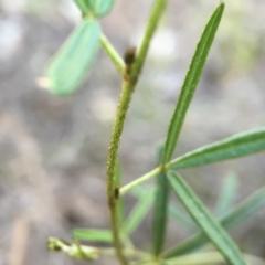 Glycine clandestina at Belconnen, ACT - 4 Oct 2015 08:47 PM