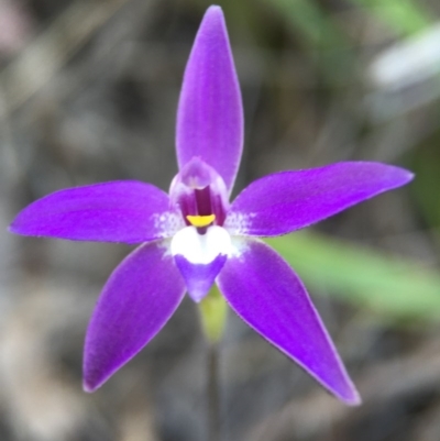 Glossodia major (Wax Lip Orchid) at Belconnen, ACT - 4 Oct 2015 by JasonC