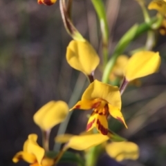 Diuris nigromontana (Black Mountain Leopard Orchid) at Aranda Bushland - 4 Oct 2015 by JasonC