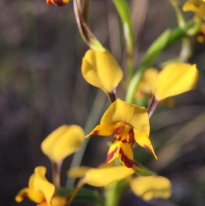 Diuris nigromontana (Black Mountain Leopard Orchid) at Aranda Bushland - 4 Oct 2015 by JasonC