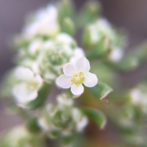 Poranthera microphylla at Canberra Central, ACT - 4 Oct 2015