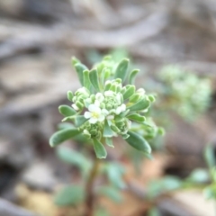 Poranthera microphylla at Canberra Central, ACT - 4 Oct 2015