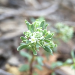 Poranthera microphylla at Canberra Central, ACT - 4 Oct 2015