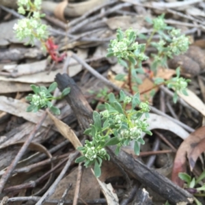 Poranthera microphylla at Canberra Central, ACT - 4 Oct 2015