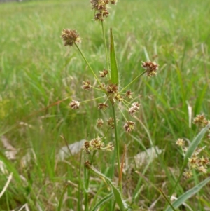 Luzula densiflora at Hall, ACT - 4 Oct 2015 11:26 AM