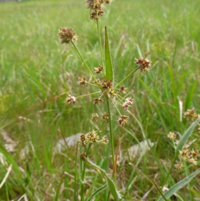 Luzula densiflora (Dense Wood-rush) at Hall Cemetery - 4 Oct 2015 by JanetRussell