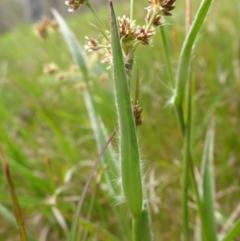 Luzula densiflora at Hall, ACT - 4 Oct 2015 11:26 AM